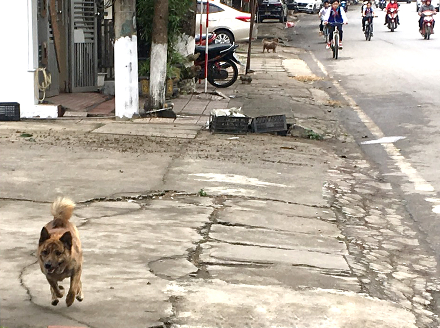 Hiện tượng chó thả rông vẫn còn trên địa bàn thành phố Hà Giang