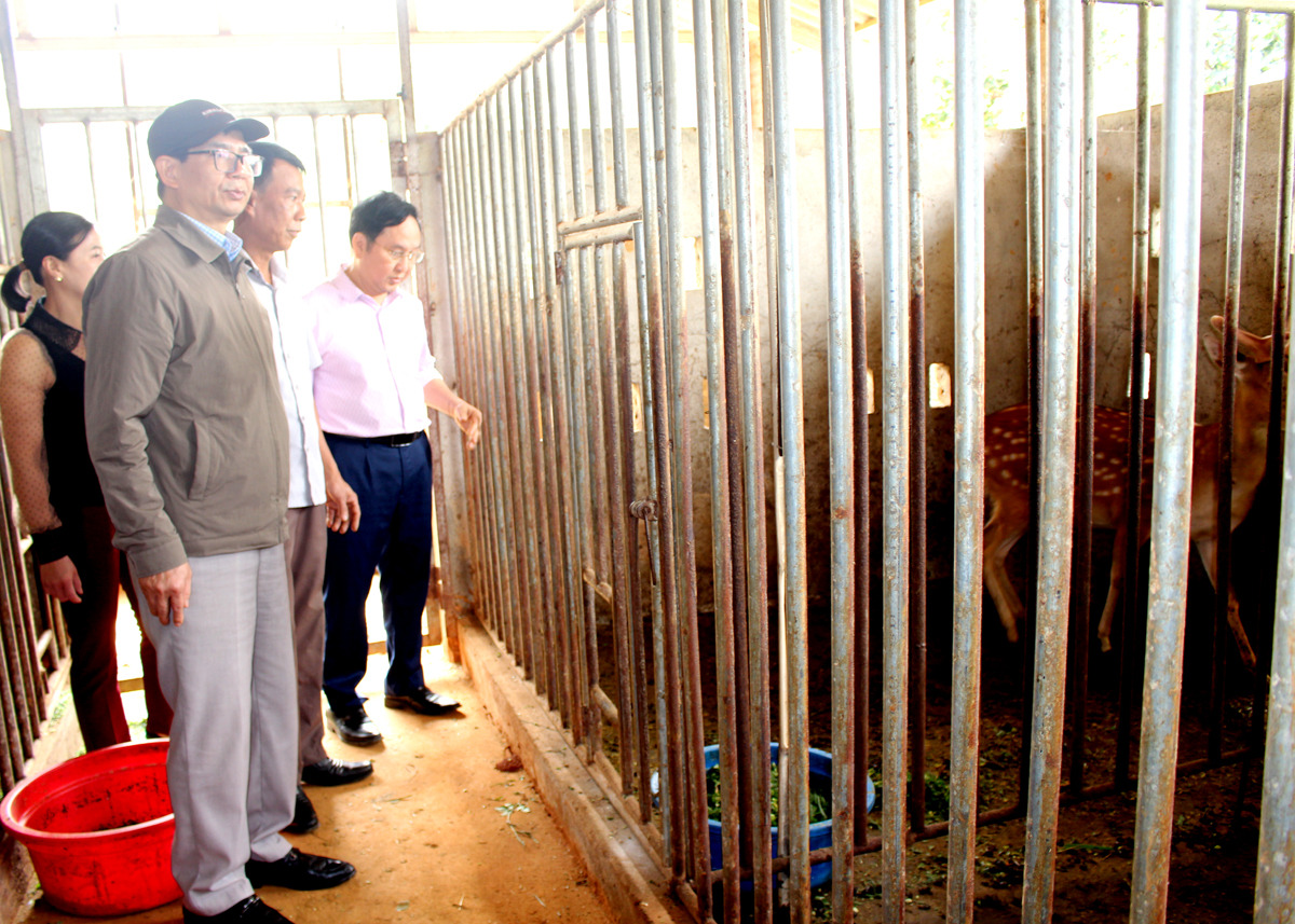 Các đại biểu tham quan thực tế tại một số hộ gia đình hiện đang chăn nuôi hươu, nai tại xã Trung Thành.