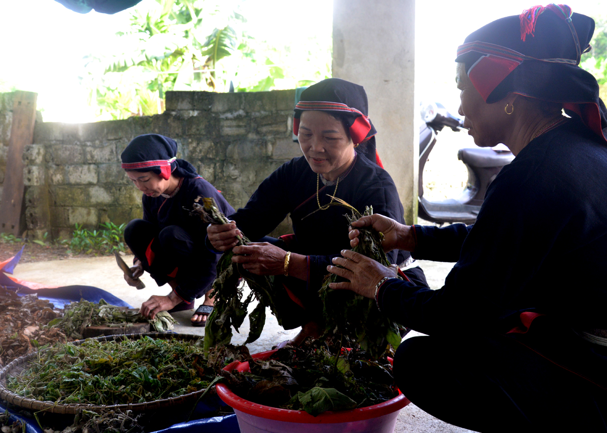Phụ nữ dân tộc Dao, tổ 9, thị trấn Việt Quang tích cực giúp đỡ nhau phát triển kinh tế.
