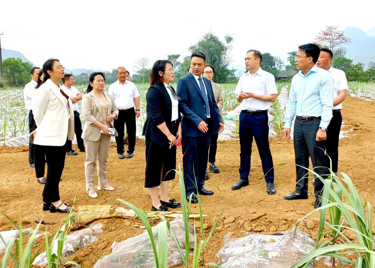 Đoàn đại biểu hai huyện tham quan diện tích trồng mía tại xã Phong Quang.
