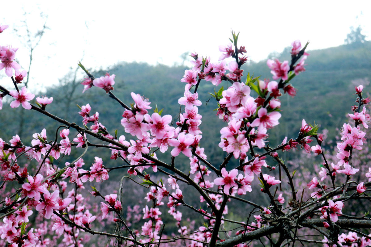 Những cây hoa đào ở đây khá đặc biệt vì có màu hồng tươi và sẫm màu, nở thành từng chùm.