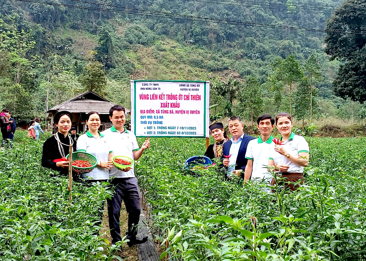 Các đại biểu tham quan vùng trồng ớt tại xã Tùng Bá.