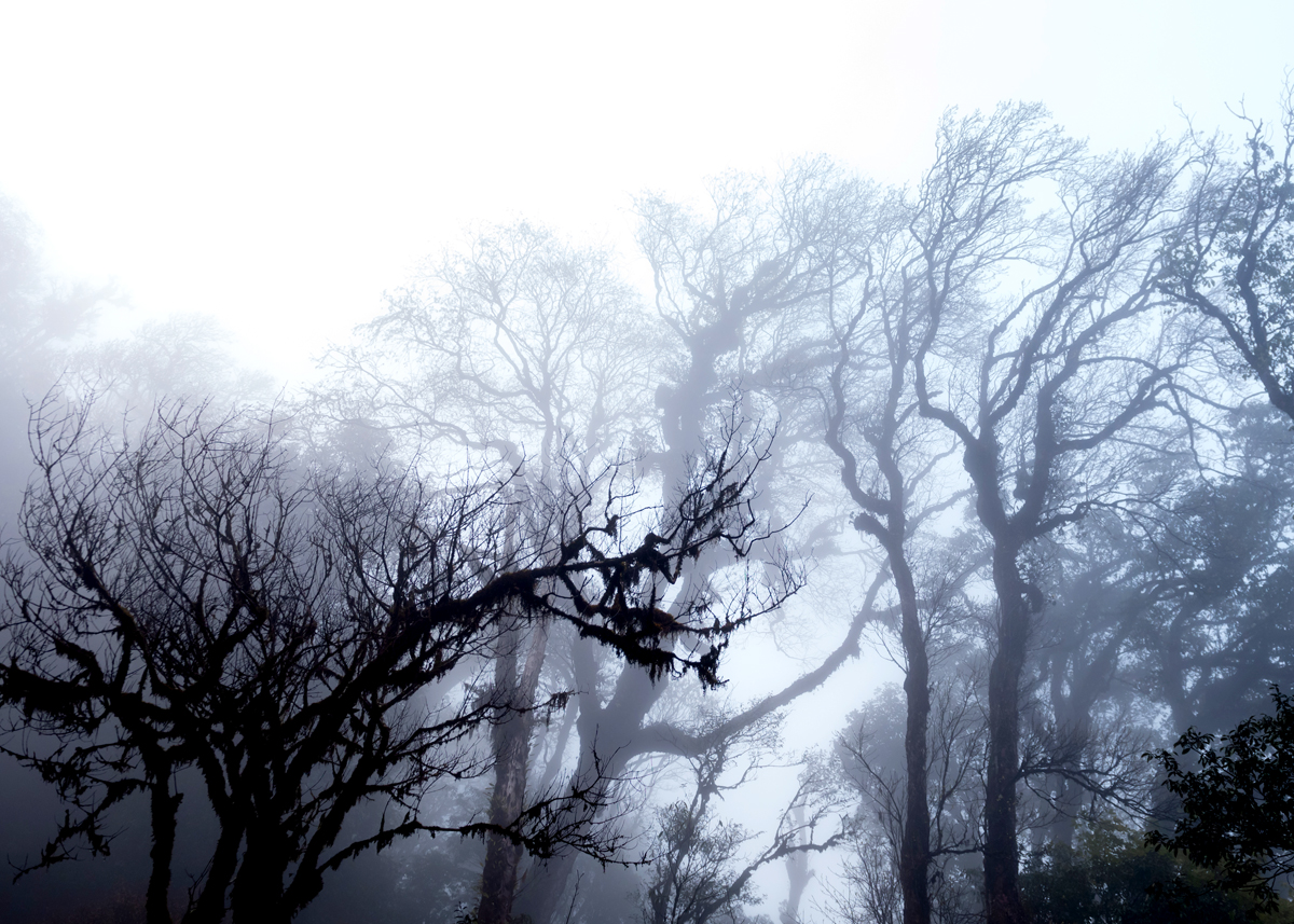 Càng lên cao, cảnh vật của khu rừng nguyên sinh tuyệt đẹp hiện lên mờ ảo trong làn sương mù 