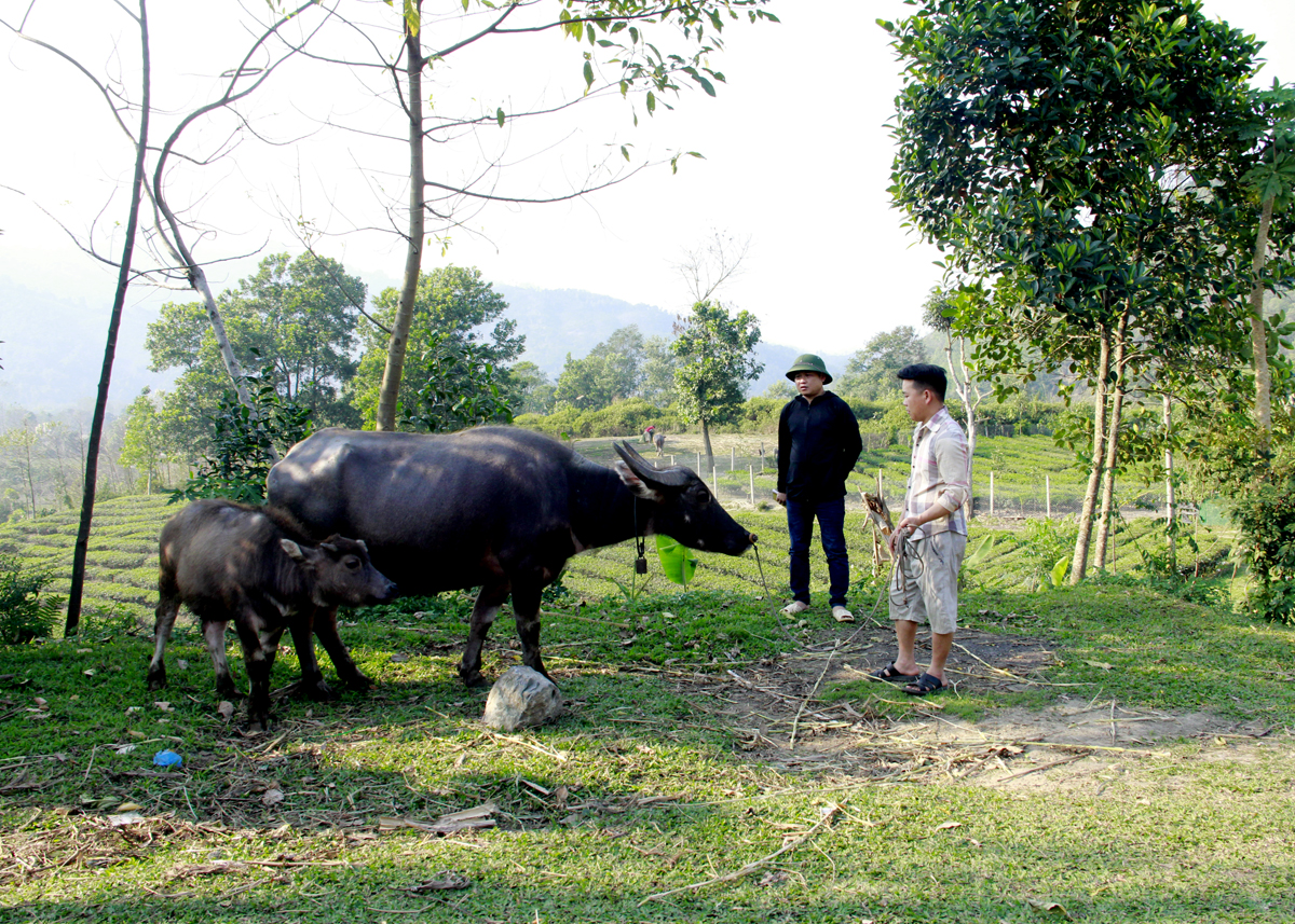 Anh Lù Seo Sính (bên phải), thôn Ngọc Hà, xã Ngọc Linh (Vị Xuyên) chăm sóc trâu sinh sản từ nguồn vốn hỗ trợ của Chương trình mục tiêu quốc gia.