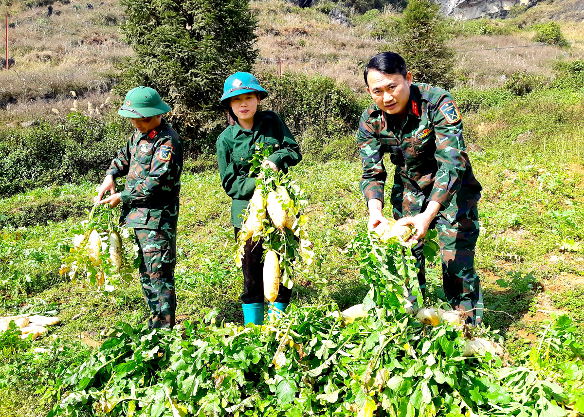 Mô hình trồng Củ cải đường được Đội sản xuất và xây dựng cơ sở chính trị số 3 triển khai hiệu quả ở xã biên giới Xín Mần.
