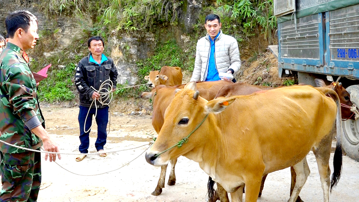 Đoàn Kinh tế - Quốc phòng 313 trao tặng bò giống cho 30 hộ dân nghèo vùng biên giới huyện Xín Mần. 	