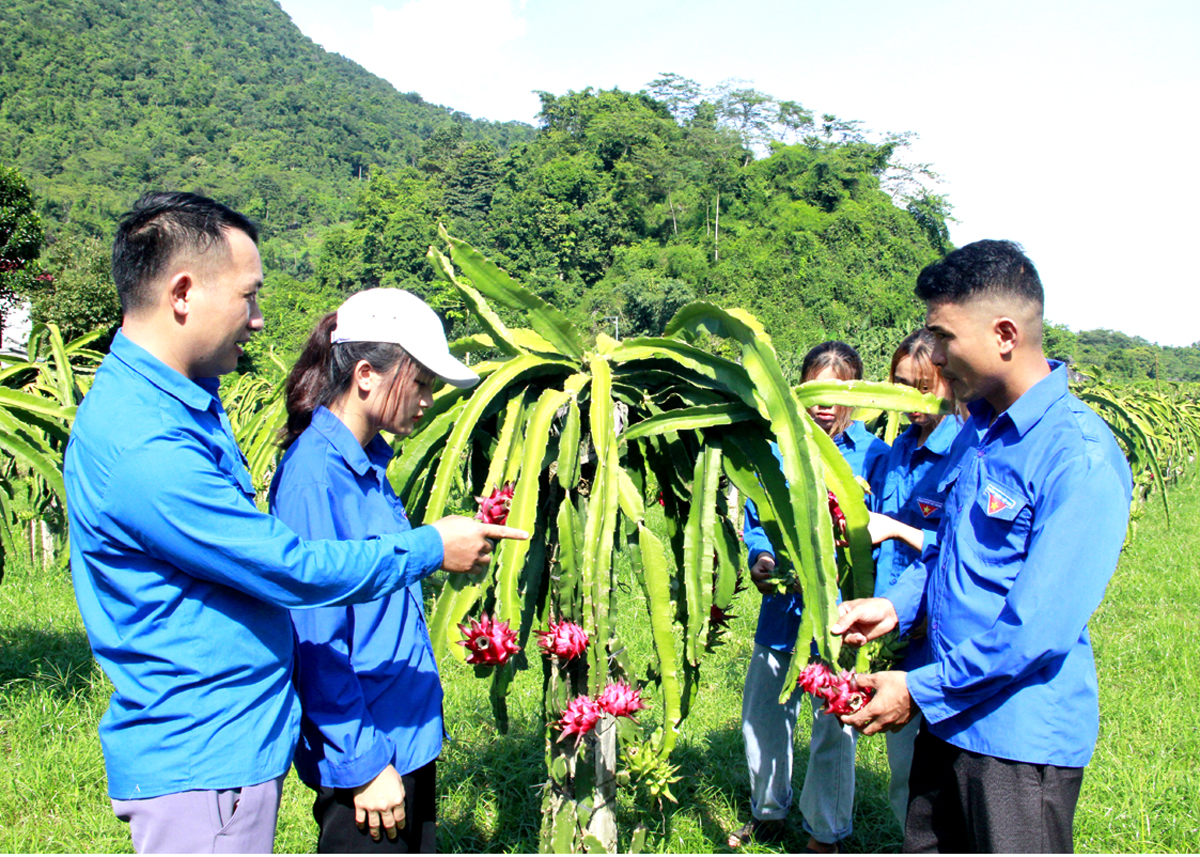 Thanh niên xã Phong Quang (Vị Xuyên) chủ động học hỏi kỹ thuật trồng, chăm sóc Thanh long đỏ, áp dụng hiệu quả vào thực tiễn.   
