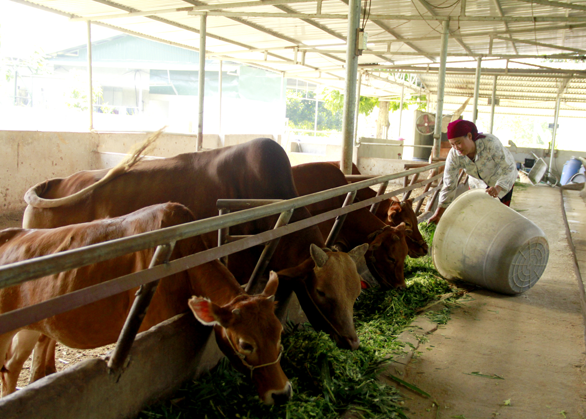 Người dân xã Thuận Hòa (Vị Xuyên) chăm sóc đàn bò.
