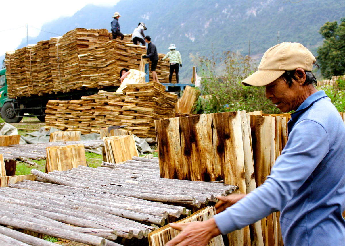 Người lao động Công ty TNHH Thạch Duy, thôn Giang Nam, xã Thanh Thủy (Vị Xuyên) vận chuyển gỗ ván ép phục vụ xuất khẩu.