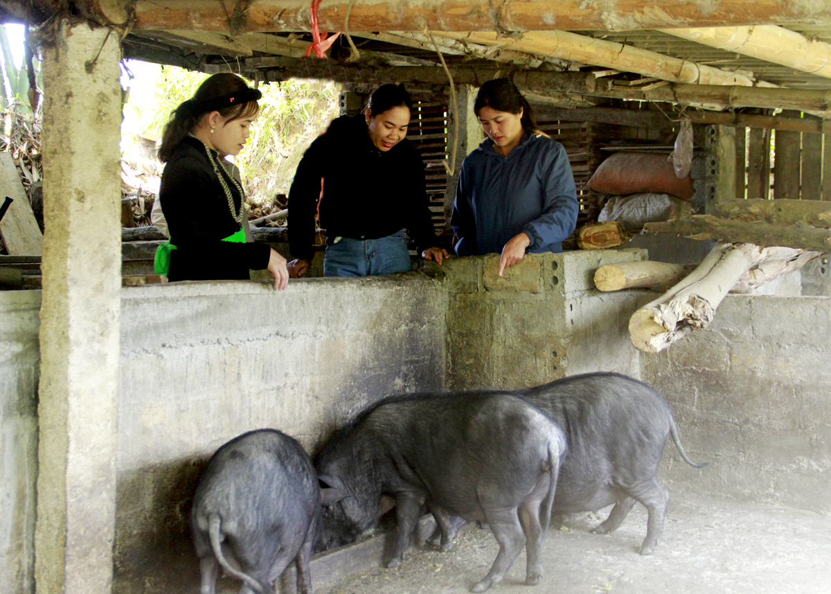 Trưởng thôn Bản Khò, Nguyễn Xuân Hạnh (ngoài cùng bên phải) kiểm tra mô hình nuôi lợn nái sinh sản của người dân.       