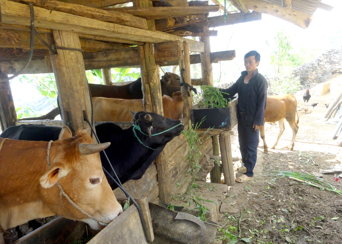 Nguồn vốn tín dụng chính sách giúp hộ nghèo xã Thắng Mố (Yên Minh) phát triển chăn nuôi.