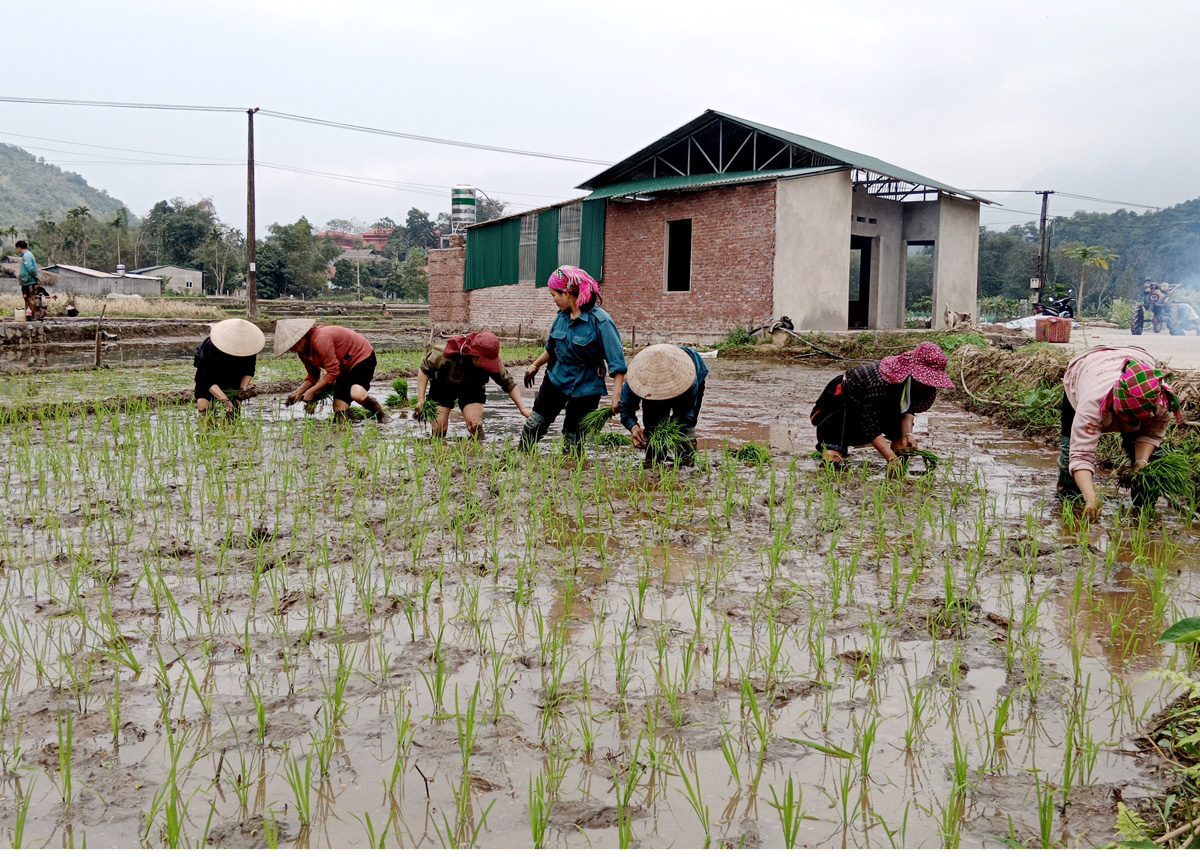 Người dân xã Phương Độ (thành phố Hà Giang) nô nức xuống đồng gieo cấy vụ Xuân .