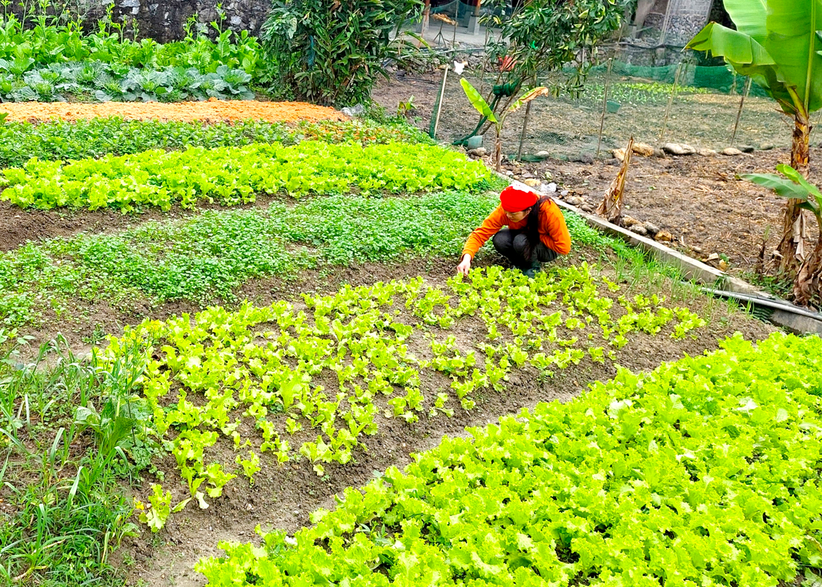 Người dân thôn Châng, xã Phương Thiện (thành phố Hà Giang) tích cực trồng rau an toàn.