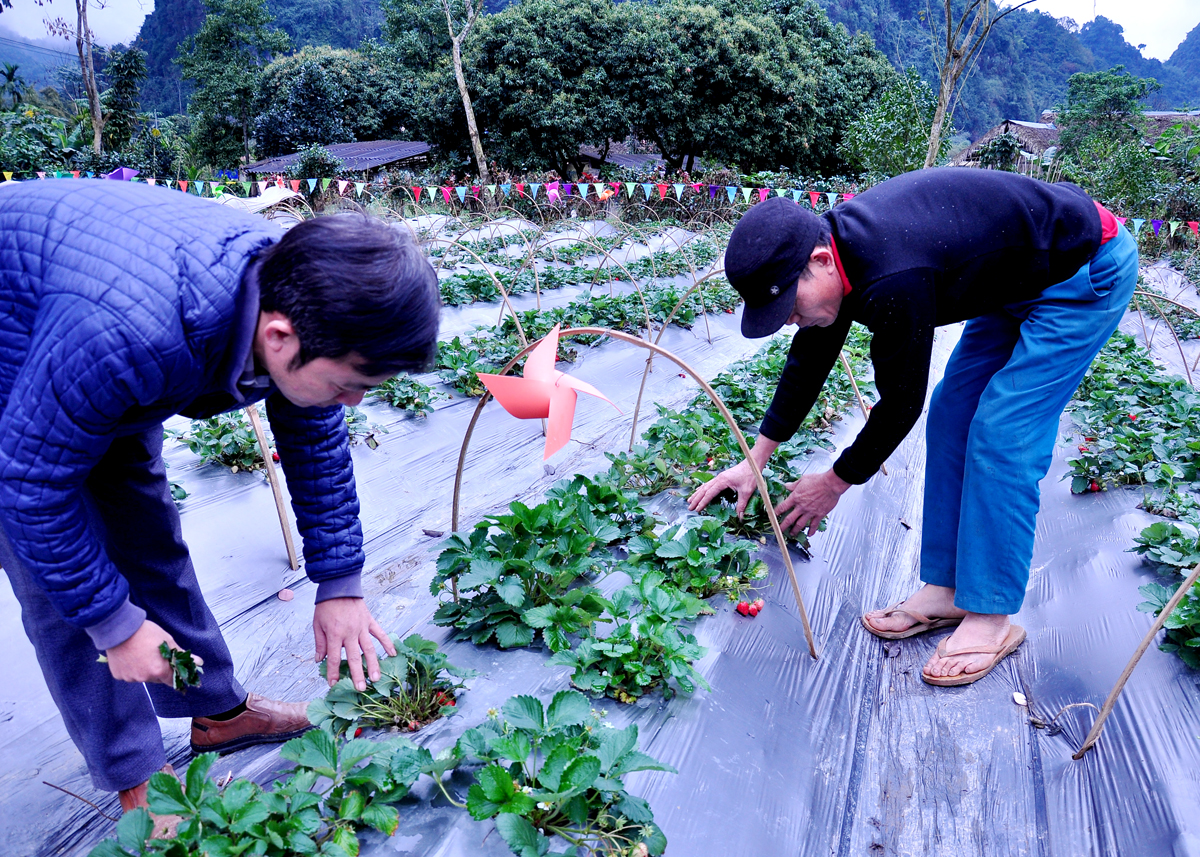 Nông dân thôn Chì trồng dâu tây gắn với làm du lịch nông nghiệp sinh thái xanh.