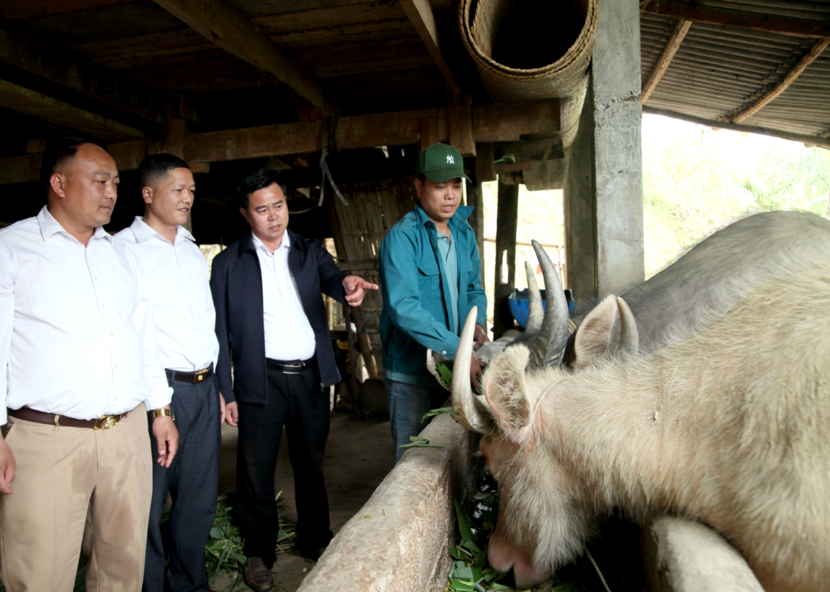 Lãnh đạo xã Mậu Long kiểm tra tình hình phát triển đàn gia súc.