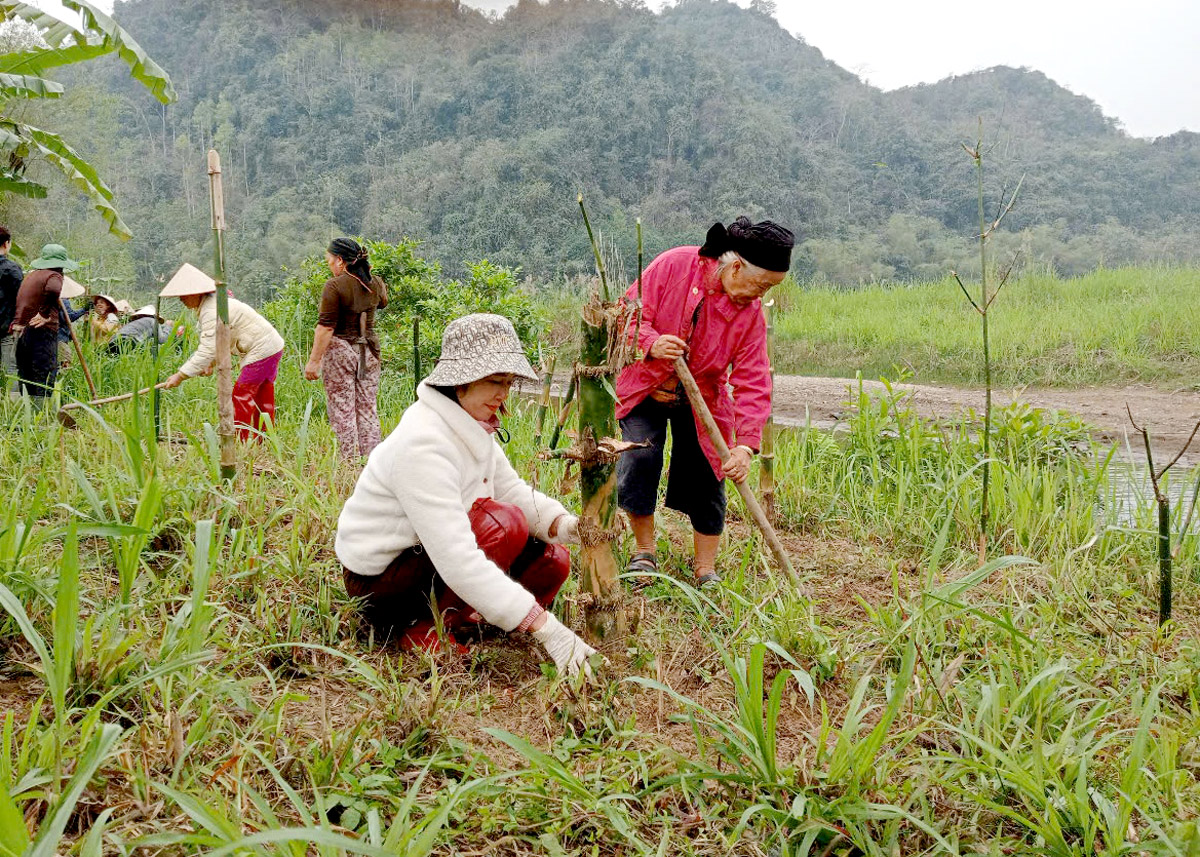 Người dân tham gia trồng cây tre gai ven bờ sông, suối nhằm phòng, chống sạt lở do thiên tai