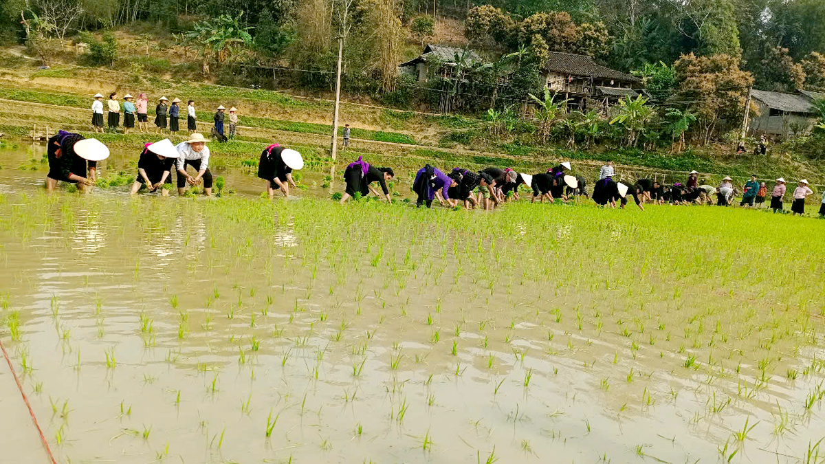Các đội thi cấy.