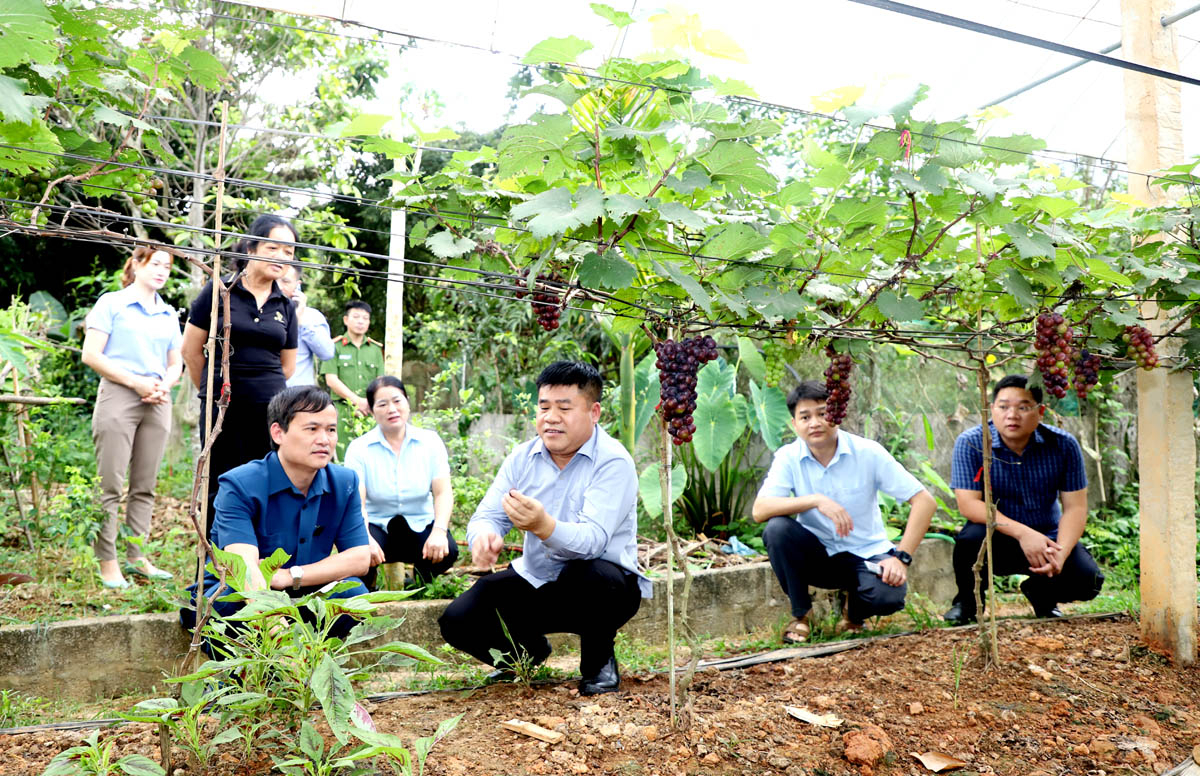 Growing black grapes organically helps people in Xuan Giang Commune (Quang Binh) increase their income.