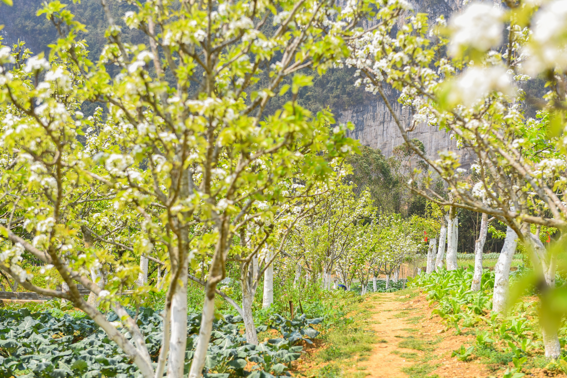 Thị trấn Phó Bảng có diện tích cây lê trên 40 ha, trong đó diện tích cho thu hoạch trên 15 ha, sản lượng ước tính gần 50 tấn quả.