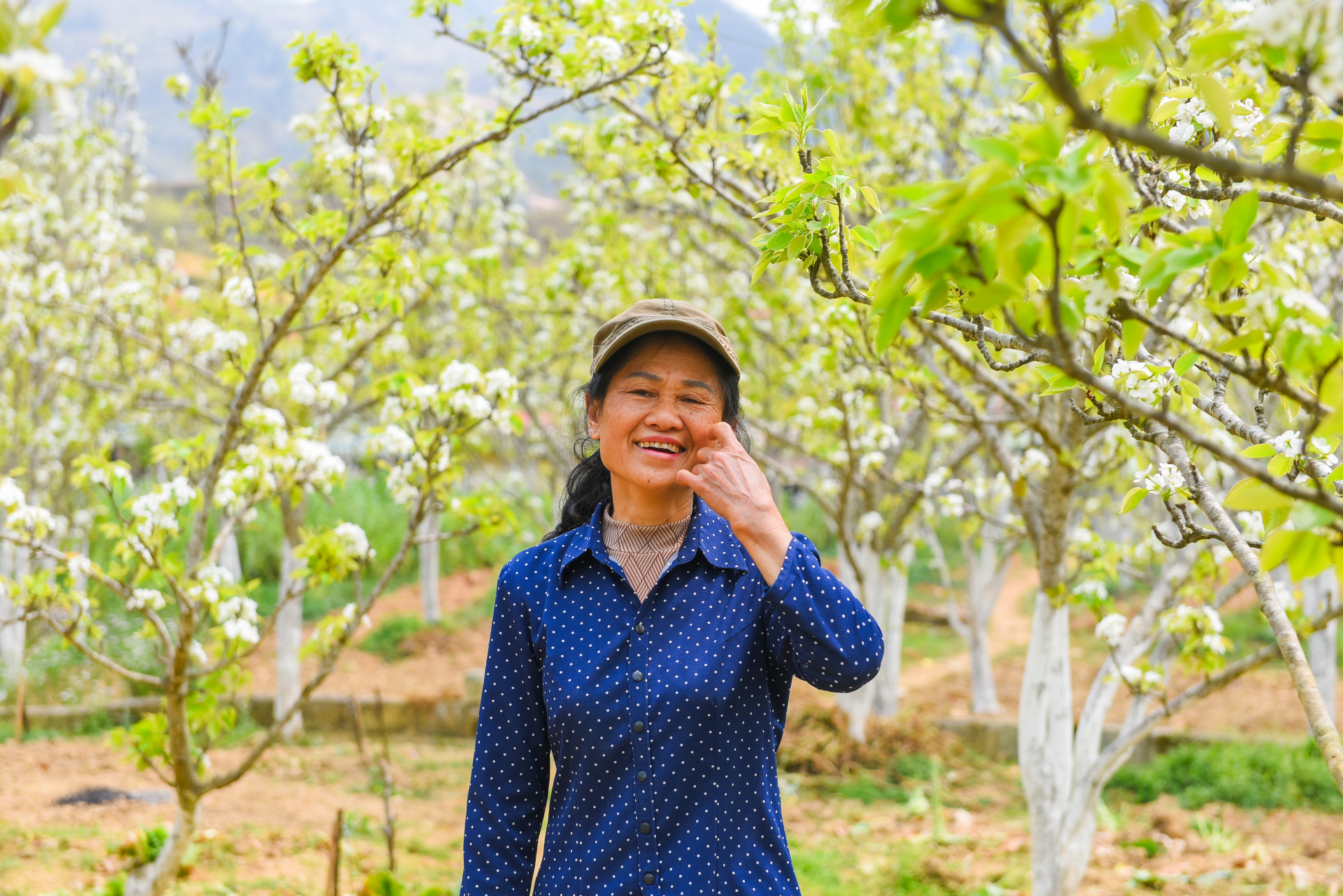 Bà Trương Thị Sến, chủ vườn lê tại thị trấn Phó Bảng, cho biết: 140 cây lê được trồng từ chương trình hỗ trợ cây giống và phân bón năm 2012. Tôi chăm cây lấy quả, không bán cành. Khí hậu nơi đây mát mẻ, lê phát triển tốt. Mùa hoa nở, vườn trắng muốt, du khách đến rất đông. Tôi không thu phí chụp ảnh, chỉ mong mọi người thưởng thức vẻ đẹp cao nguyên đá.