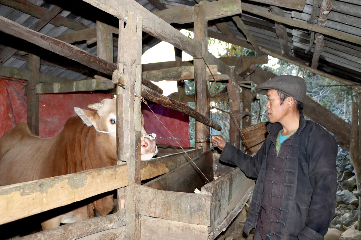Nhiều hộ dân xã Sủng Trà được hỗ trợ vay vốn để phát triển kinh tế.