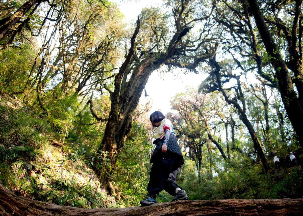 The scene is both peaceful and full of vitality when the sunlight slants through the ancient trees with mossy trunks.