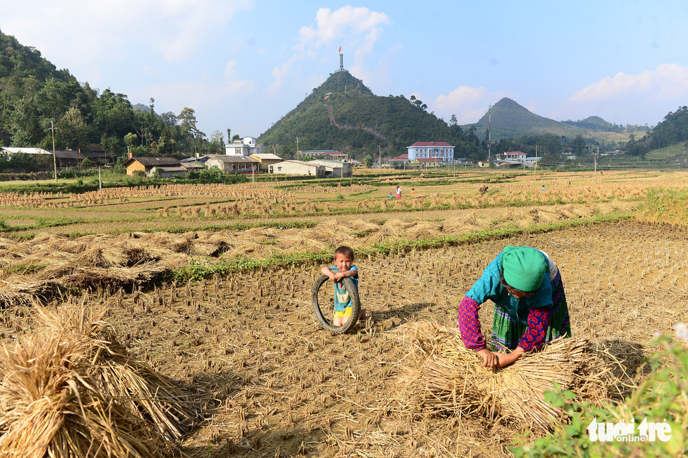 A woman collects straw after the harvest while her son plays nearby in a field in Lung Cu Commune, Dong Van District, Ha Giang Province, Vietnam. Photo: Quang Dinh / Tuoi Tre