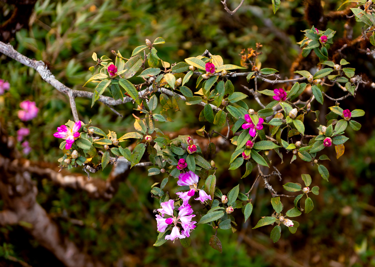 The total trekking distance to Tay Con Linh mountain’s peak, which is 2,431metres high, has a length of 14 kilometres. The season of do quyen(azalea) flowerlasts from March to April. The azalea flowersbloom brilliantly around the mountain.