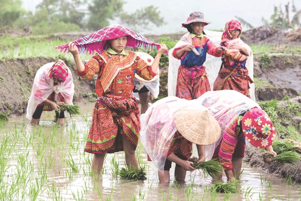 The new rice planting season will start soon in Hoang Su Phi 