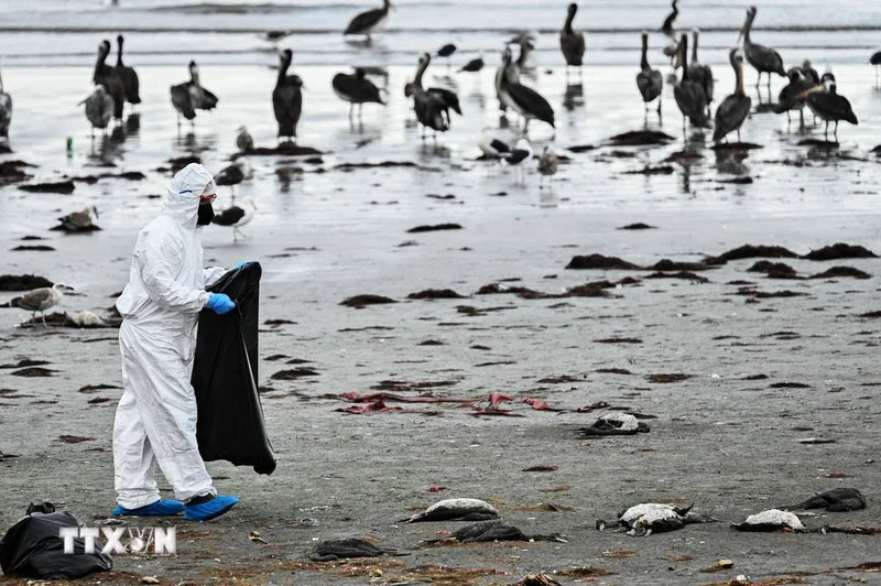 Nhân viên Sở Nông nghiệp và gia súc Chile thu nhặt những con chim cốc bị chết hàng loạt do nhiễm cúm gia cầm trên bãi biển ở Coquimbo, Chile, ngày 29/5/2023