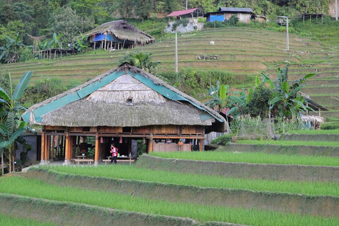 Residents say a roof must be at least five years old before moss starts to grow on it. The thatched roof has then soaked up enough moisture to become pliable, and mould has begun to spread. The thickness of the moss on the roof can also be used to determine the age of the home. In this photo: A moss-roofed homestay amid green terraced rice fields in Xa Phin village. (Photo: VNA)