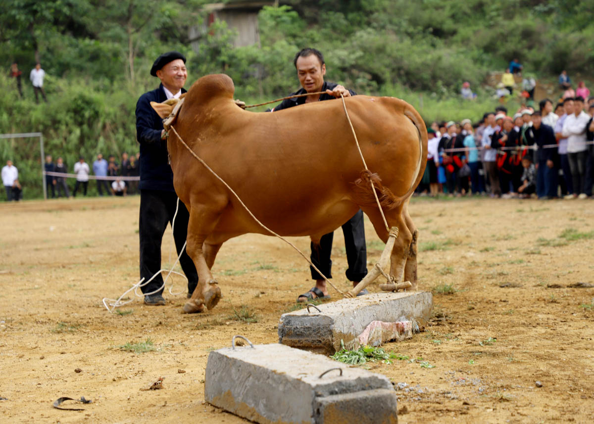 Mỗi chú bò để trở thành lực sĩ phải kéo được khối bê tông nặng gần 1 tạ trong thời gian nhanh nhất
