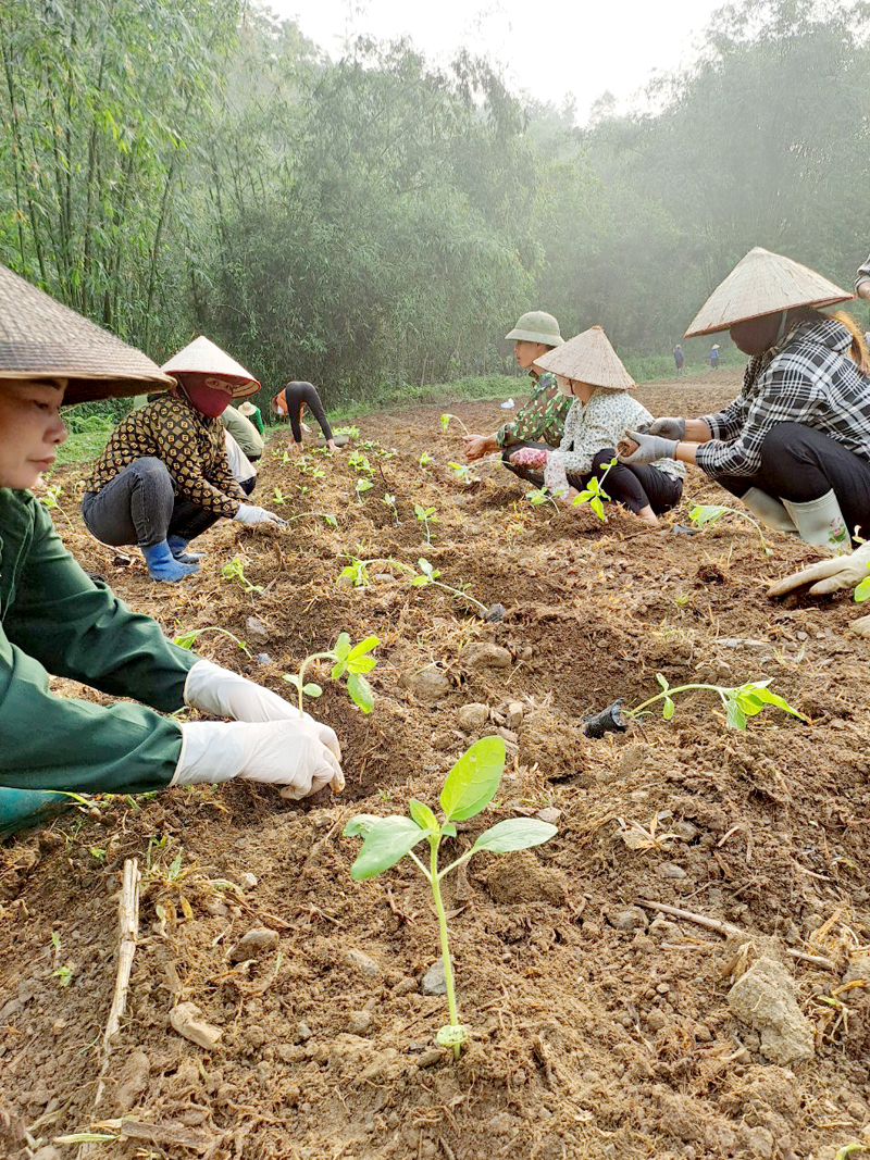 Trồng cây hoa Hướng dương trên diện tích 0,4 ha tại thôn Khun, xã Bằng Lang.
