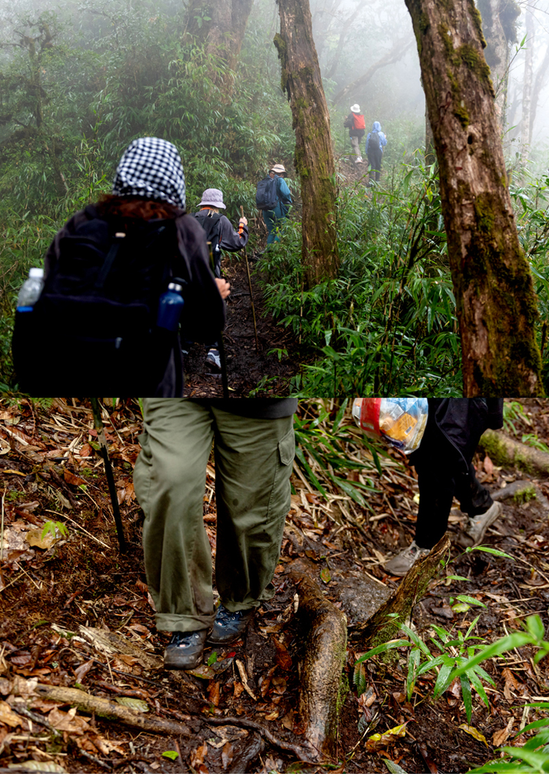 The trekking route begins by passing through the canopy of the over 3m trees in the black cardamom forest. Porter Dang Tung proudly introducedthat besides Shan Tuyet tea, black cardamomis the main crop of the locals.