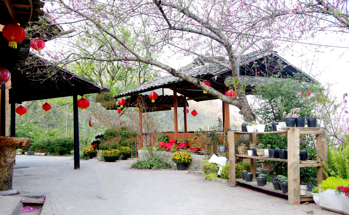 Blooming peach blossoms adornedwith the colour of spring next to a tile-roofed house.