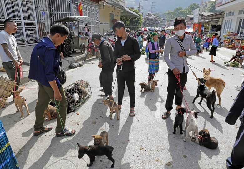 Area for buying and selling dogs at the market 