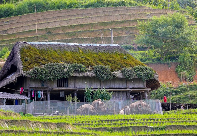 Xa Phin enjoys a cool climate year-round given its elevation of 1,000 metres above sea level. The local terrain is characterised by fog and rain with high humidity. It is an ideal environment for plants to flourish and thrive, including thick green moss, which ethnic minority people use to cover the thatched roofs of their homes. (Photo: VNA)