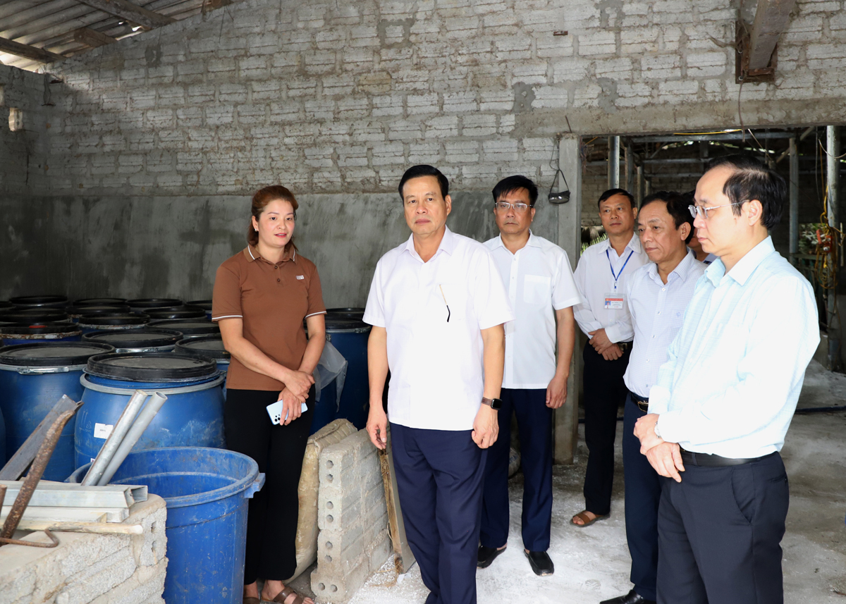 Chủ tịch UBND tỉnh Nguyễn Văn Sơn xem việc ủ thức ăn của mô hình liên kết chăn nuôi lợn nội theo hướng hàng hóa gắn với tiêu thụ sản phẩm tại thôn Trung, xã Thượng Bình.