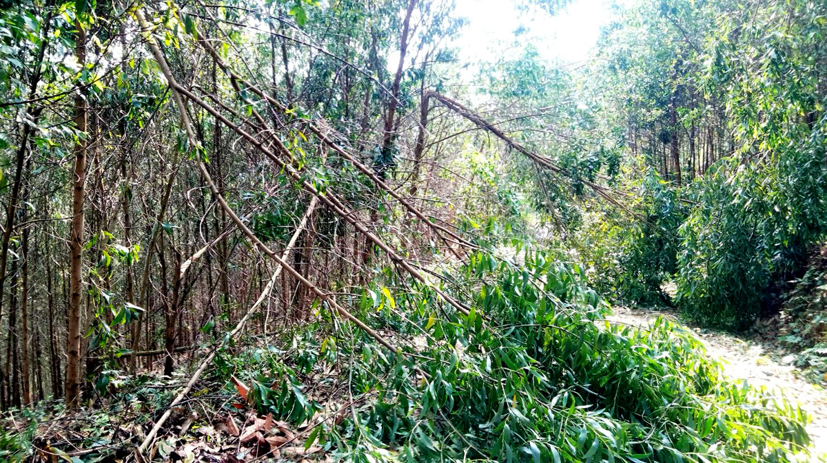 Hơn 120 ha rừng trồng keo của huyện Quang Bình bị gãy, đổ do mưa lớn.