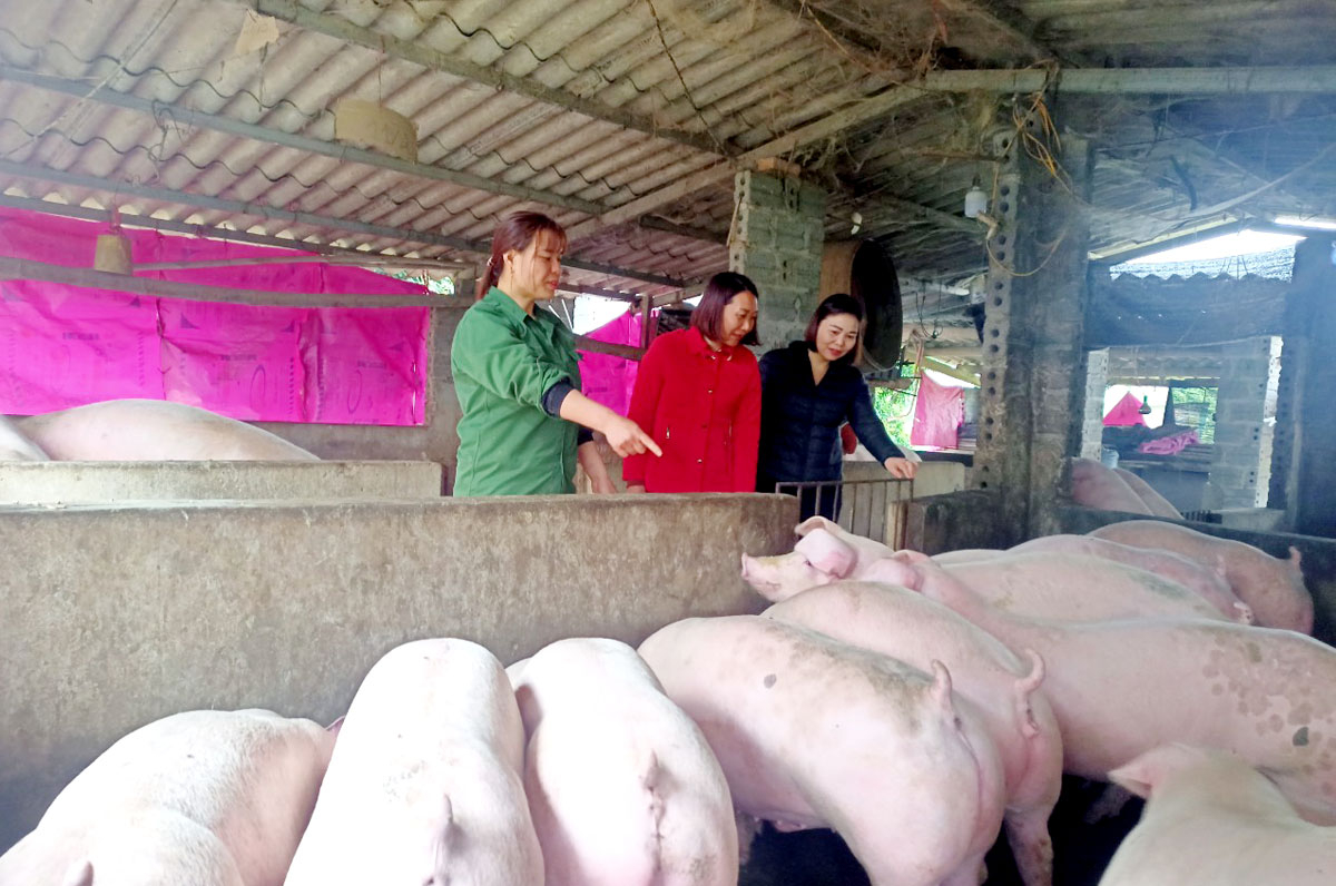 Mô hình nuôi lợn thương phẩm của gia đình chị Nguyễn Thị Nhung, tổ 12 thị trấn Việt Lâm (Vị Xuyên) mang lại hiệu quả kinh tế cao. Ảnh: PV