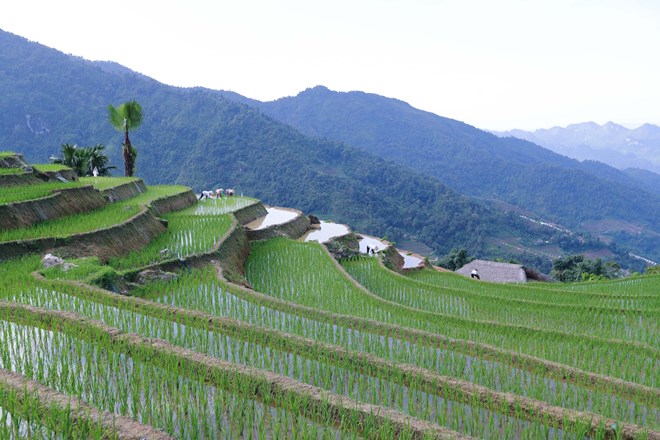 Terraced rice fields in Xa Phin village, Phuong Tien commune, Vi Xuyen district. (Photo: VNA)