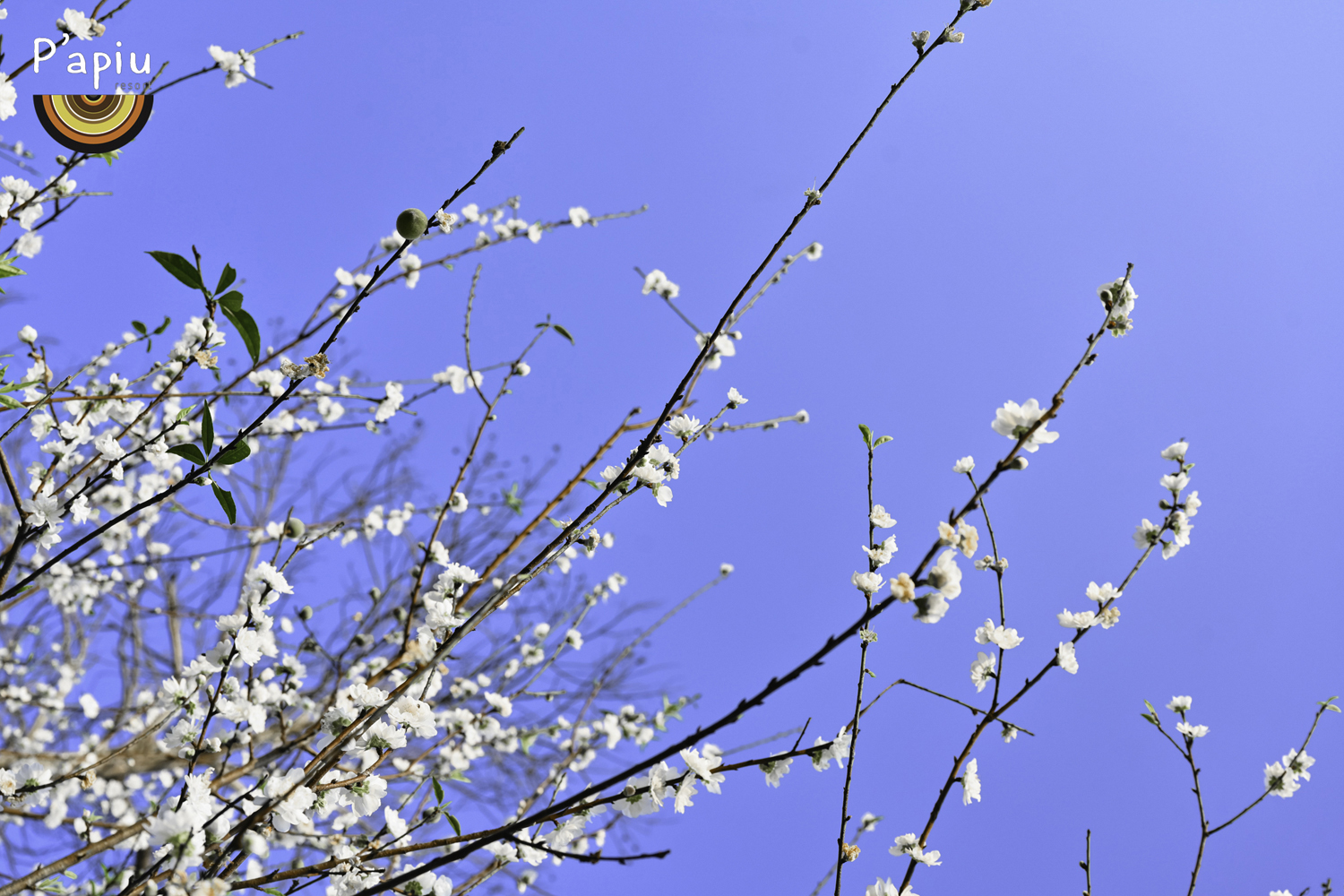 White peach flowers blooming like gentle white clouds — a unique charm of Papiu.