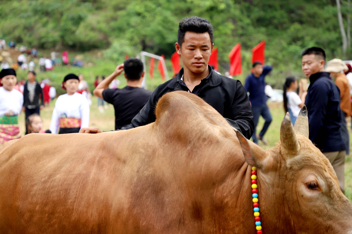 Chủ bò Lý Văn Long, xã Du Tiến chuẩn bị đưa lực sĩ bò của mình vào thi đấu. Long cho biết chú bò đã 4 tuổi, có trọng lượng khoảng 5 tạ được anh mua với giá gần 50 triệu đồng 2 năm trước và đây là lần thứ 2 Long đưa bò tham gia thi đấu.
