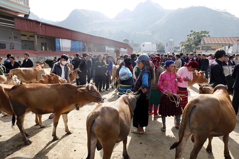The area for buying and selling cattle at Meo Vac market is always lively 