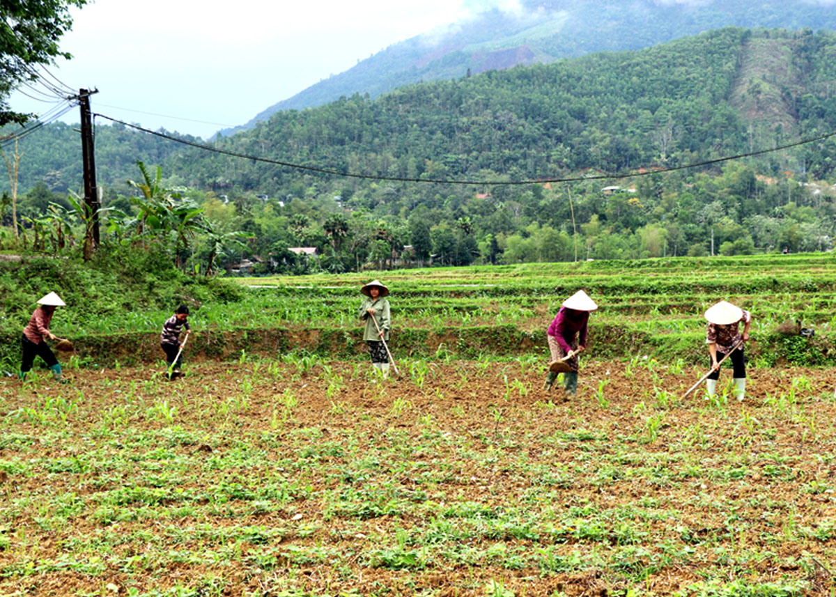Người dân thôn Nà Han, xã Yên Định chăm sóc cây ngô vụ Xuân.