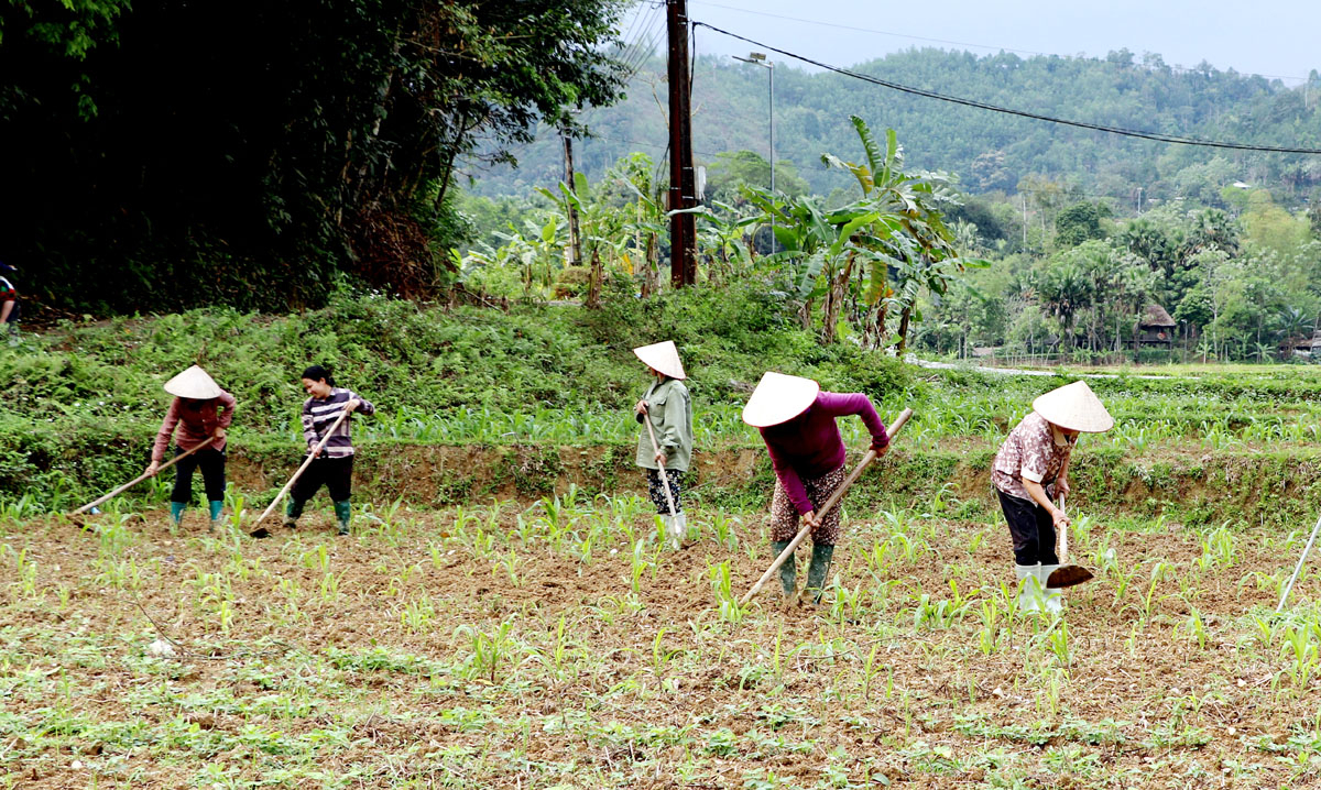 Người dân thôn Nà Han, xã Yên Định chăm sóc cây trồng vụ Xuân.