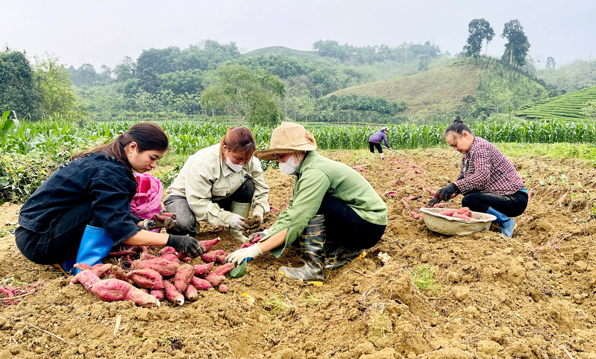Chuyển đổi từ trồng ngô sang trồng khoai lang mang lại thu nhập cao cho bà con nông dân xã Trung Thành.