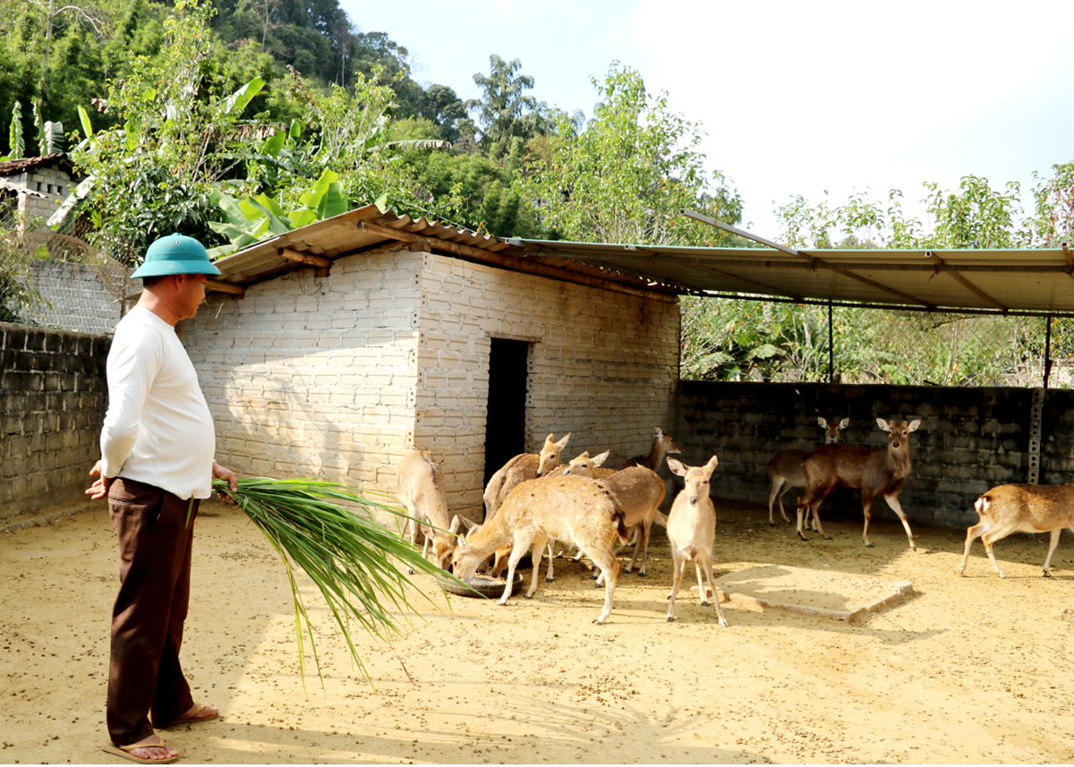 Đàn Hươu sao phát triển, mỗi năm mang lại cho gia đình anh Nguyễn Văn Lộn, thôn Nà Vìn, xã Quản Bạ (Quản Bạ) nguồn thu nhập ổn định.