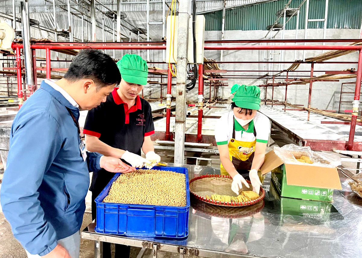 Anh Lê Đình Hải và công nhân lựa chọn đậu tương đưa vào sản xuất.
