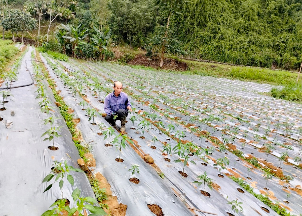 Nông dân xã Tùng Bá (Vị Xuyên) trồng ớt đem lại hiệu quả kinh tế cao.